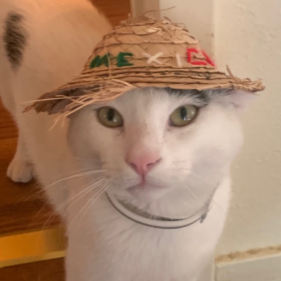 Meet your Posher, Chris - Picture 1 of 1